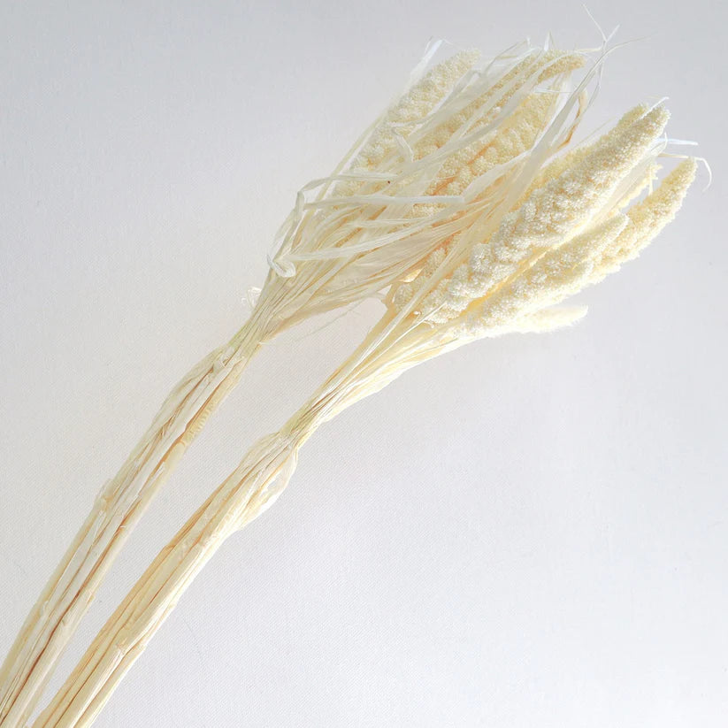 Preserved Millete Grass Bunch  - White